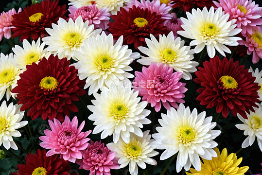 多彩菊花特写