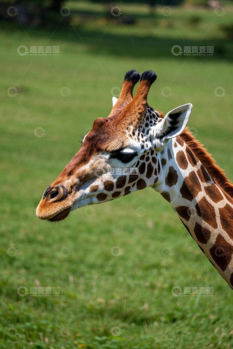 高清大图下载【趣麦麦图】长颈鹿头部特写