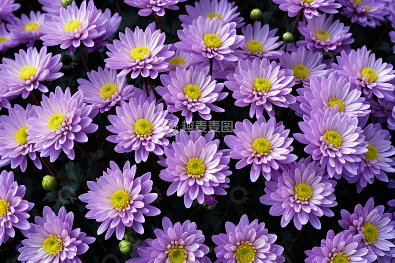 高清大图下载【趣麦麦图】紫色菊花特写