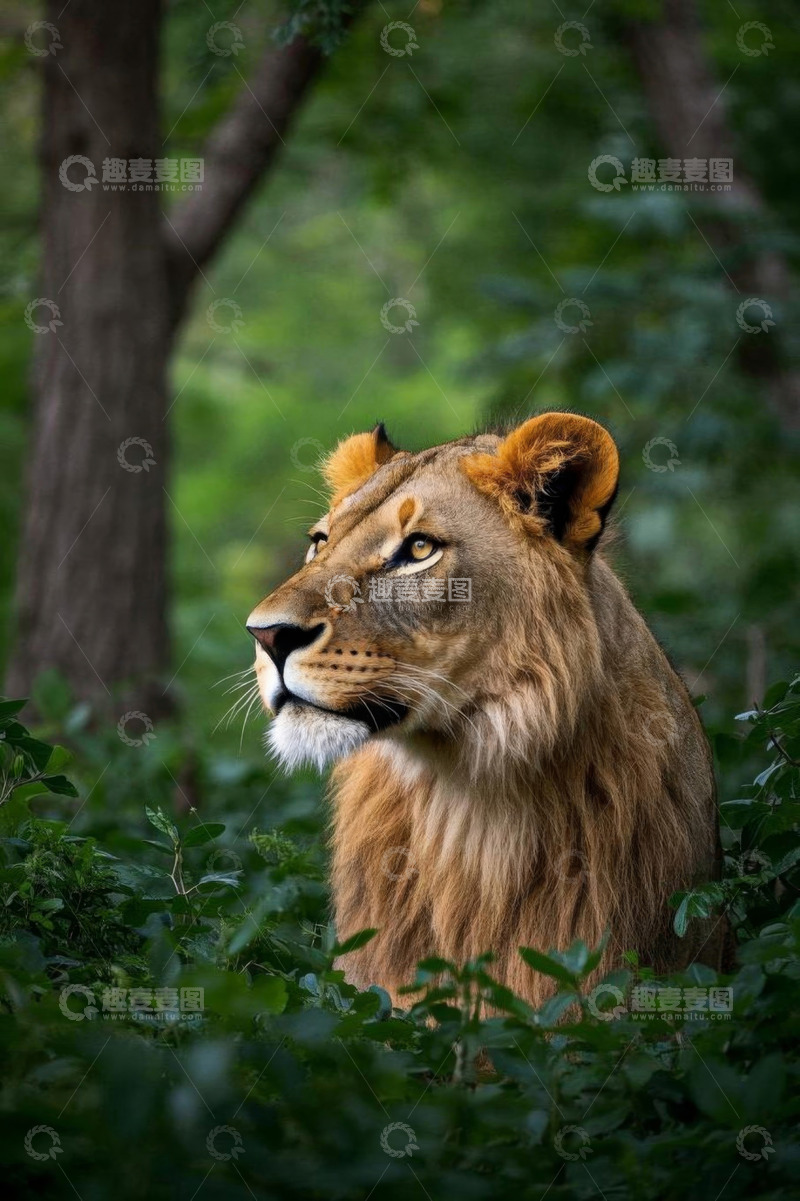 高清大图下载【趣麦麦图】森林中休憩的狮子