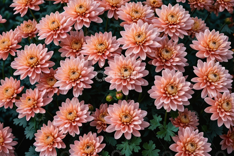 高清大图下载【趣麦麦图】粉色菊花花卉特写