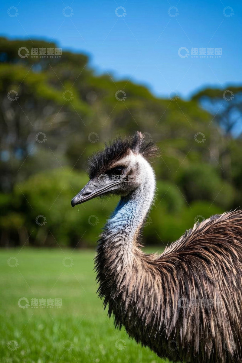 高清大图下载【趣麦麦图】草地上的鸸鹋特写