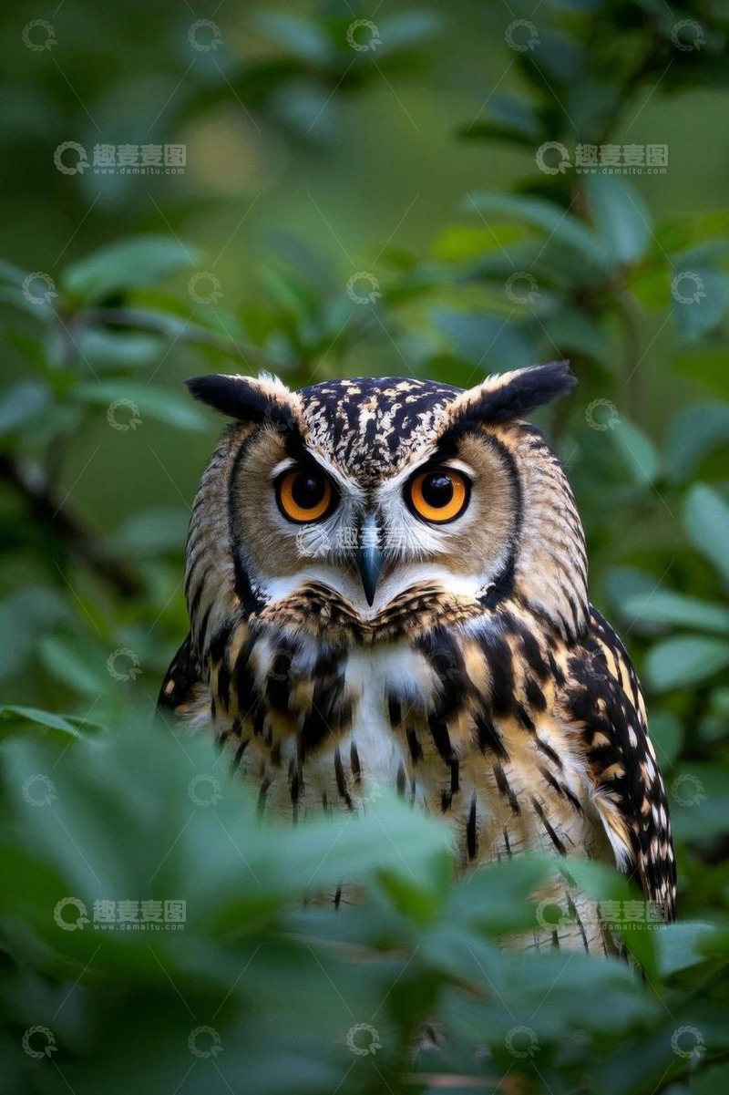 高清大图下载【趣麦麦图】猫头鹰栖息绿植间特写