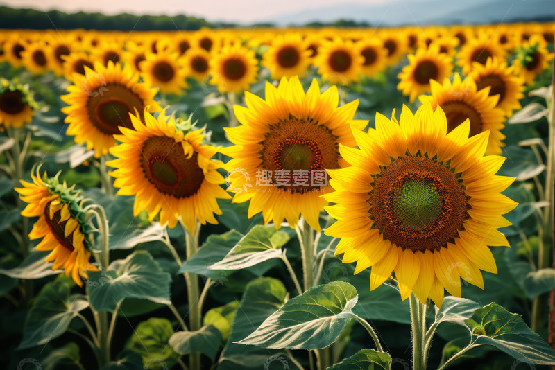 高清大图下载【趣麦麦图】向日葵田自然风光素材