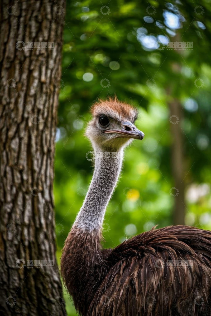 高清大图下载【趣麦麦图】近景鸵鸟自然环境特写