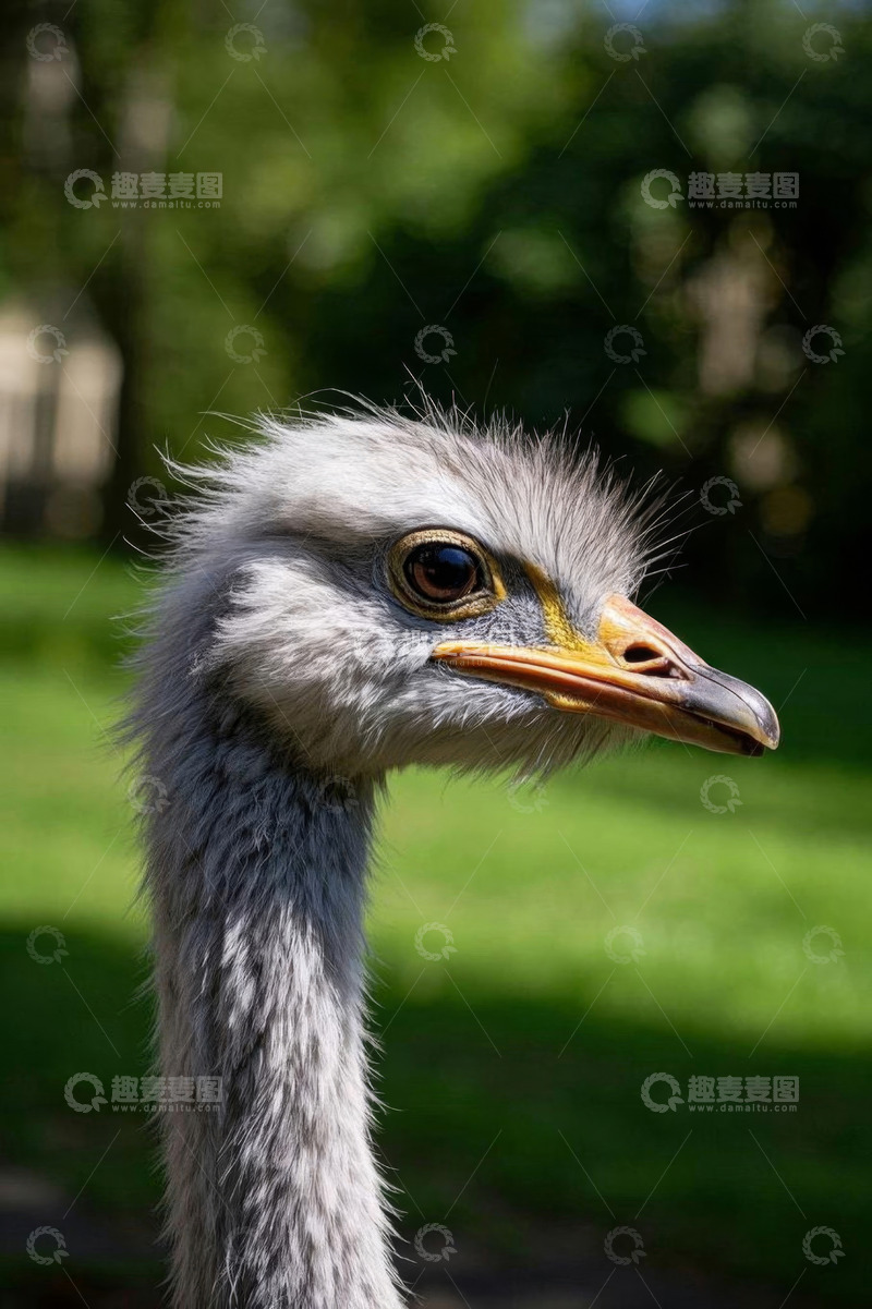 高清大图下载【趣麦麦图】鸵鸟头部特写