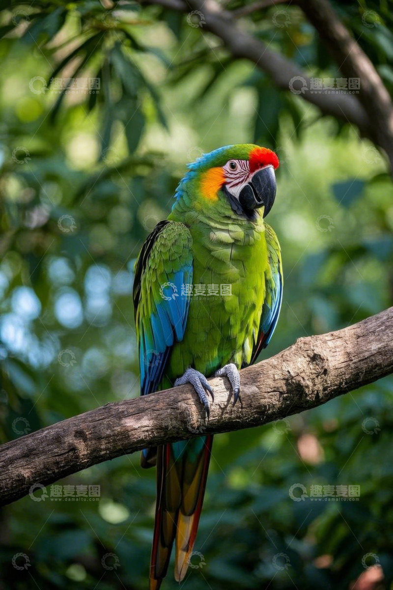 高清大图下载【趣麦麦图】树枝上的多彩鹦鹉