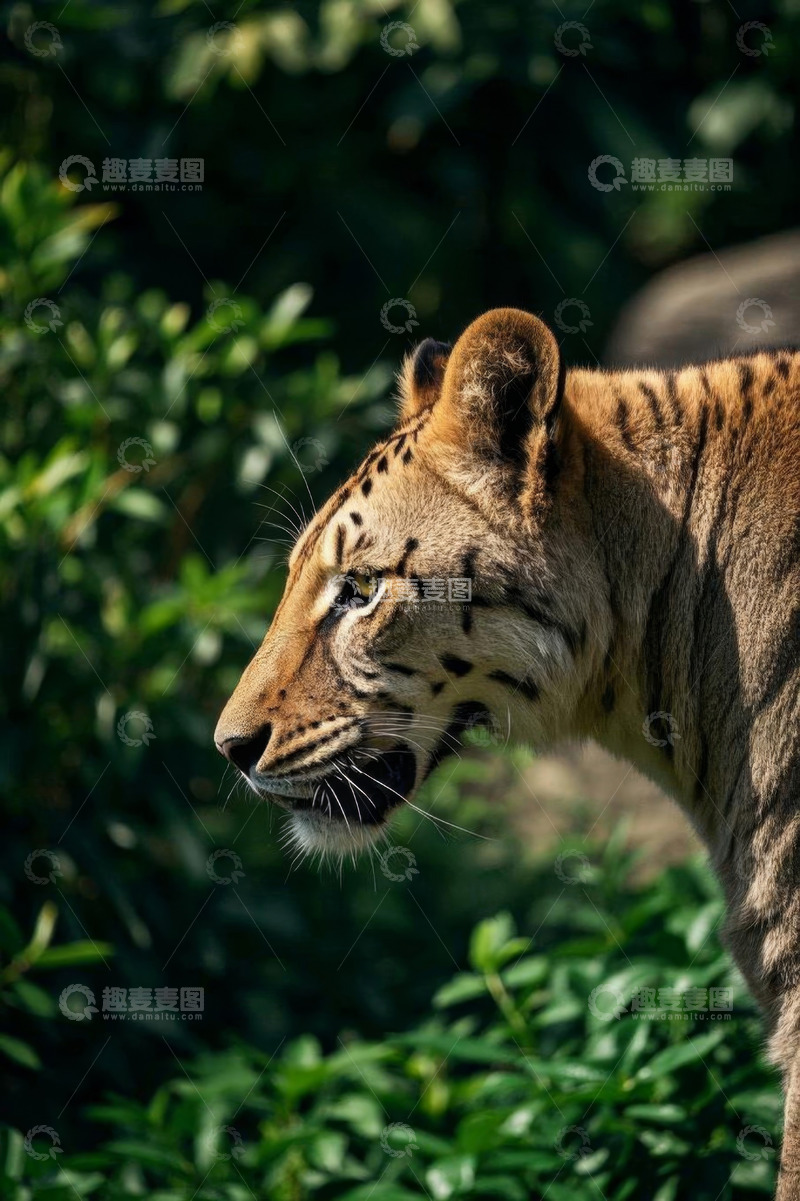高清大图下载【趣麦麦图】侧面视角的老虎特写