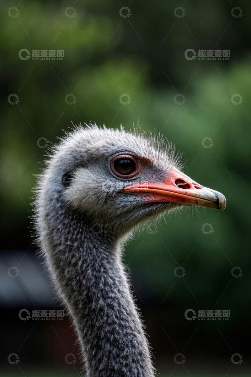 高清大图下载【趣麦麦图】鸵鸟头部特写
