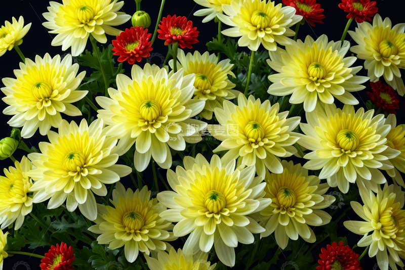 高清大图下载【趣麦麦图】黄红菊花特写