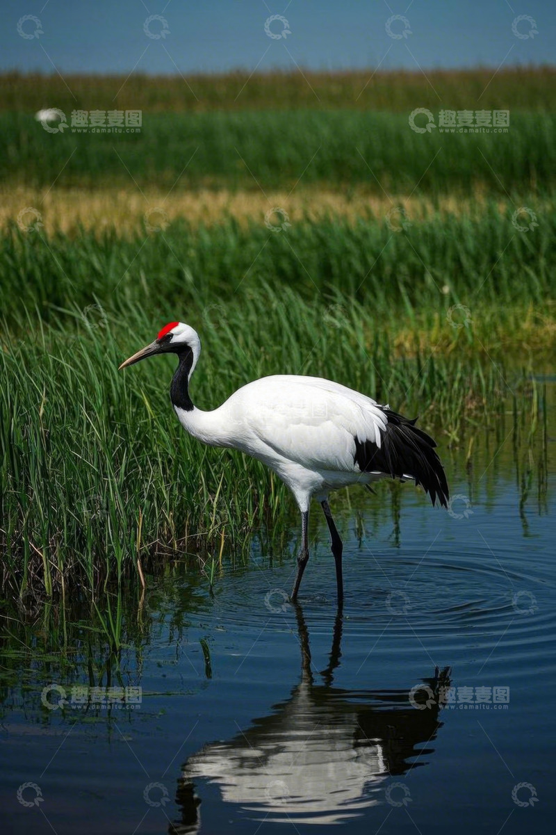 高清大图下载【趣麦麦图】丹顶鹤于水边湿地站立