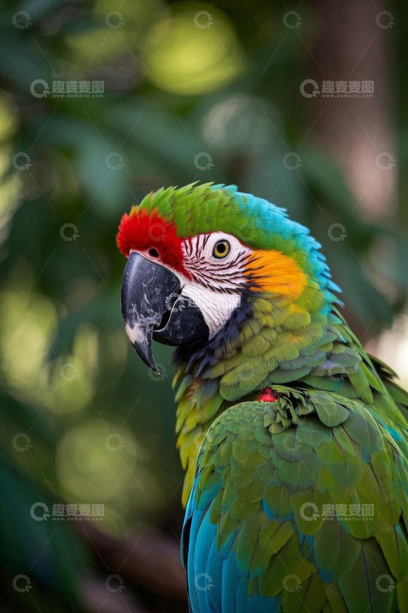 高清大图下载【趣麦麦图】多彩金刚鹦鹉特写