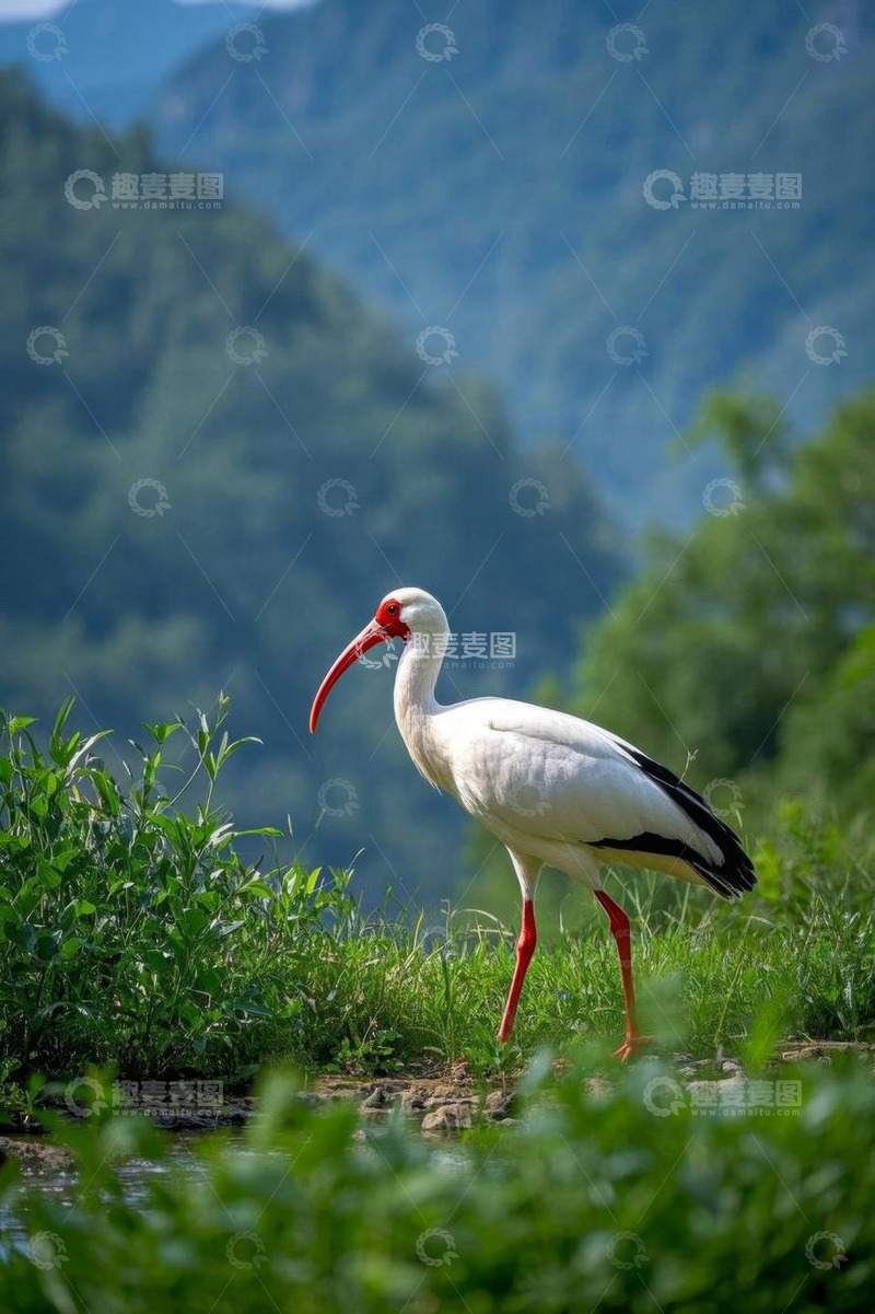 高清大图下载【趣麦麦图】野外白鹳站立于草地间