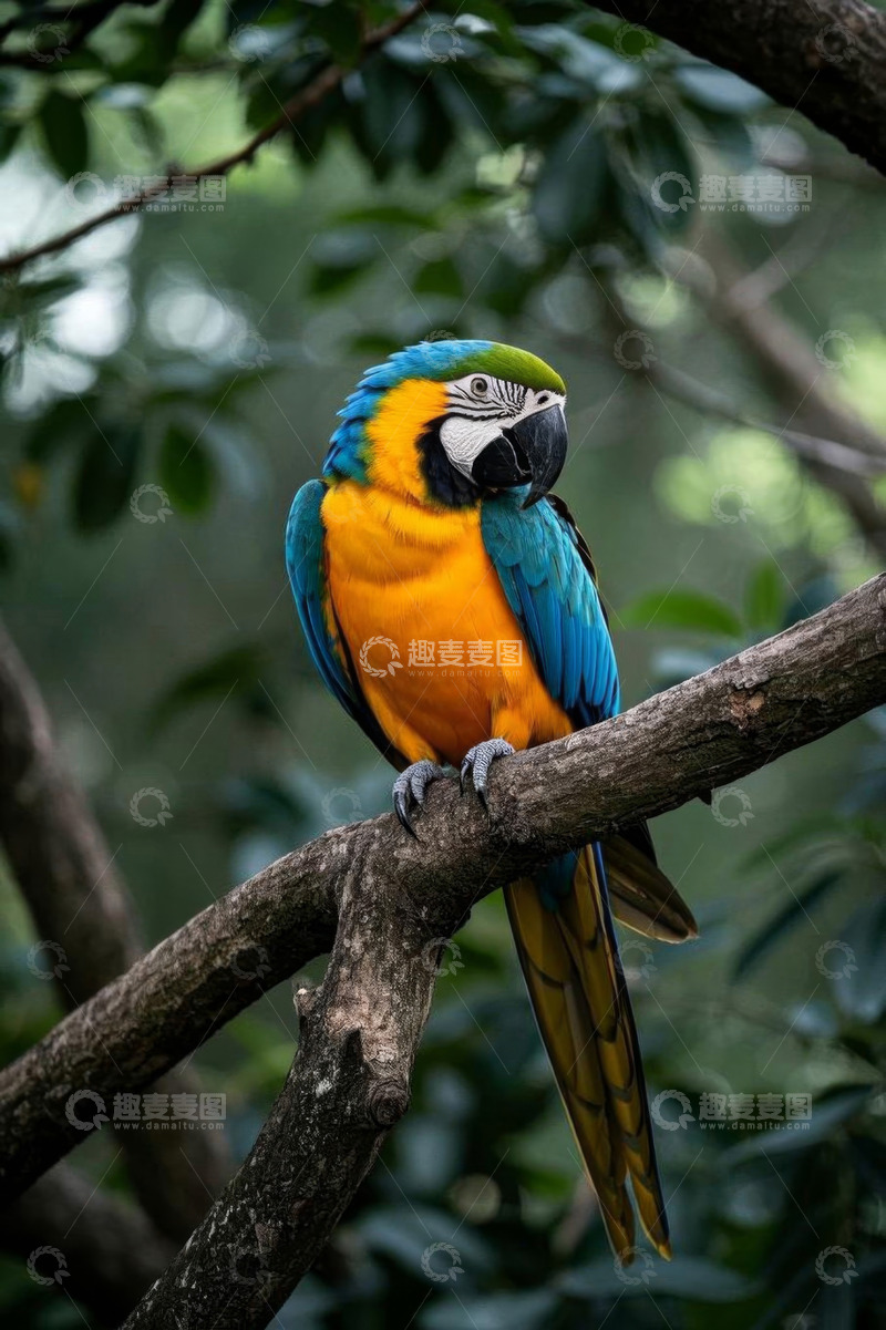 高清大图下载【趣麦麦图】树枝上的金刚鹦鹉