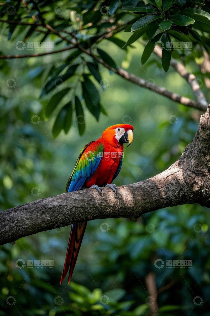 高清大图下载【趣麦麦图】树枝上的多彩金刚鹦鹉