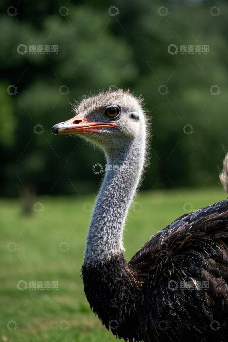 高清大图下载【趣麦麦图】草地上的鸵鸟特写