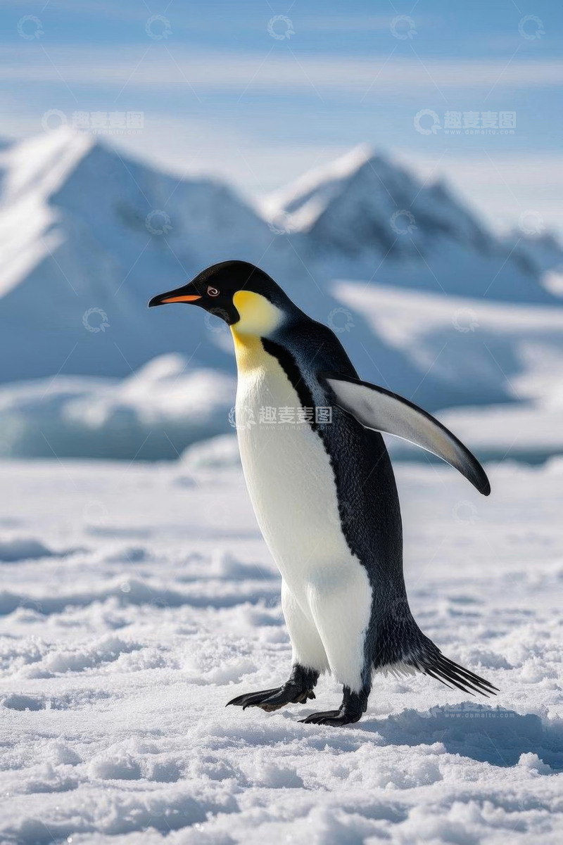 高清大图下载【趣麦麦图】南极洲站立展翅的帝企鹅
