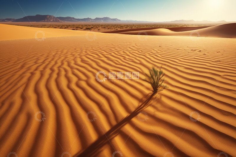 高清大图下载【趣麦麦图】沙漠中孤株植物景观