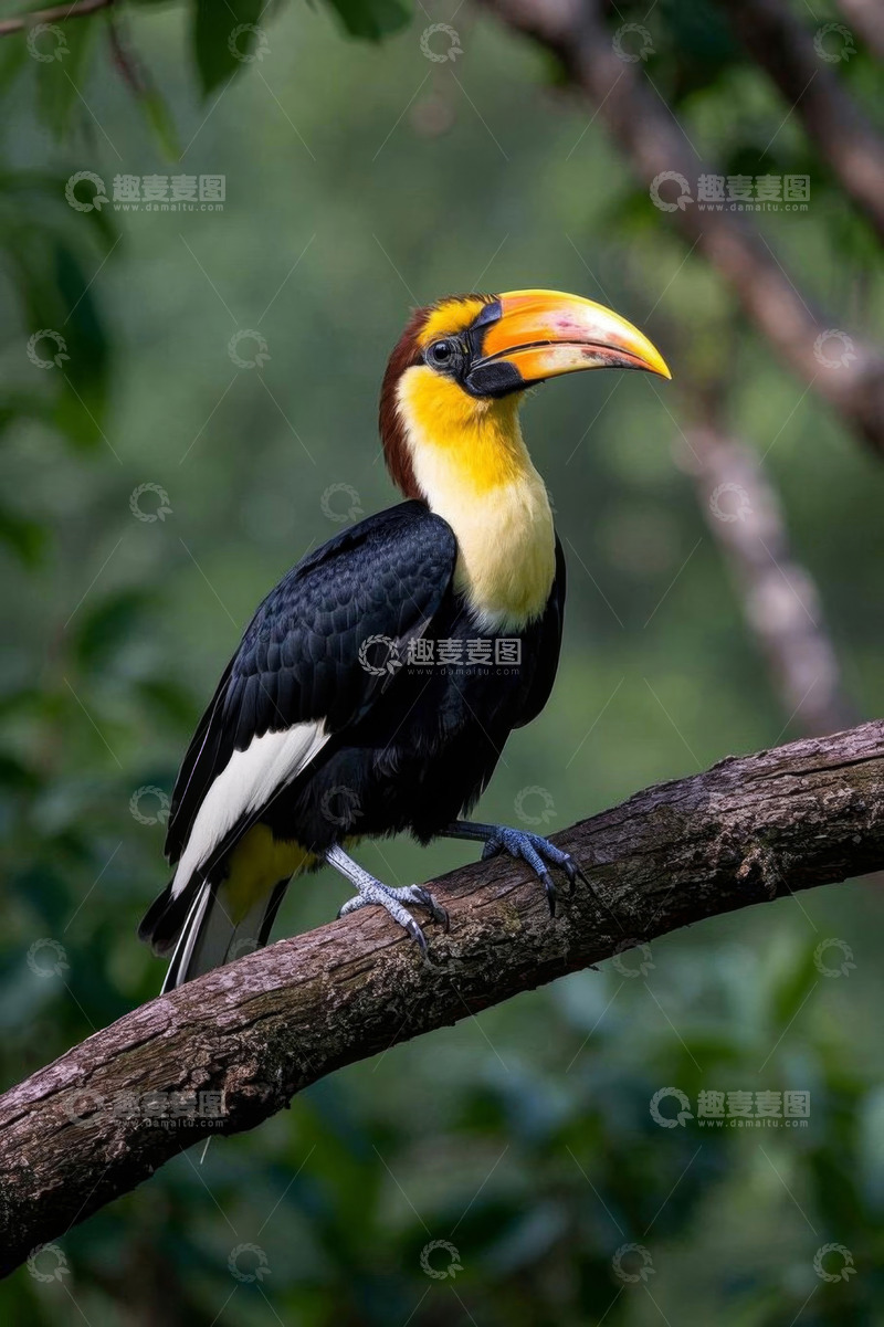 高清大图下载【趣麦麦图】树枝上的巨嘴鸟特写