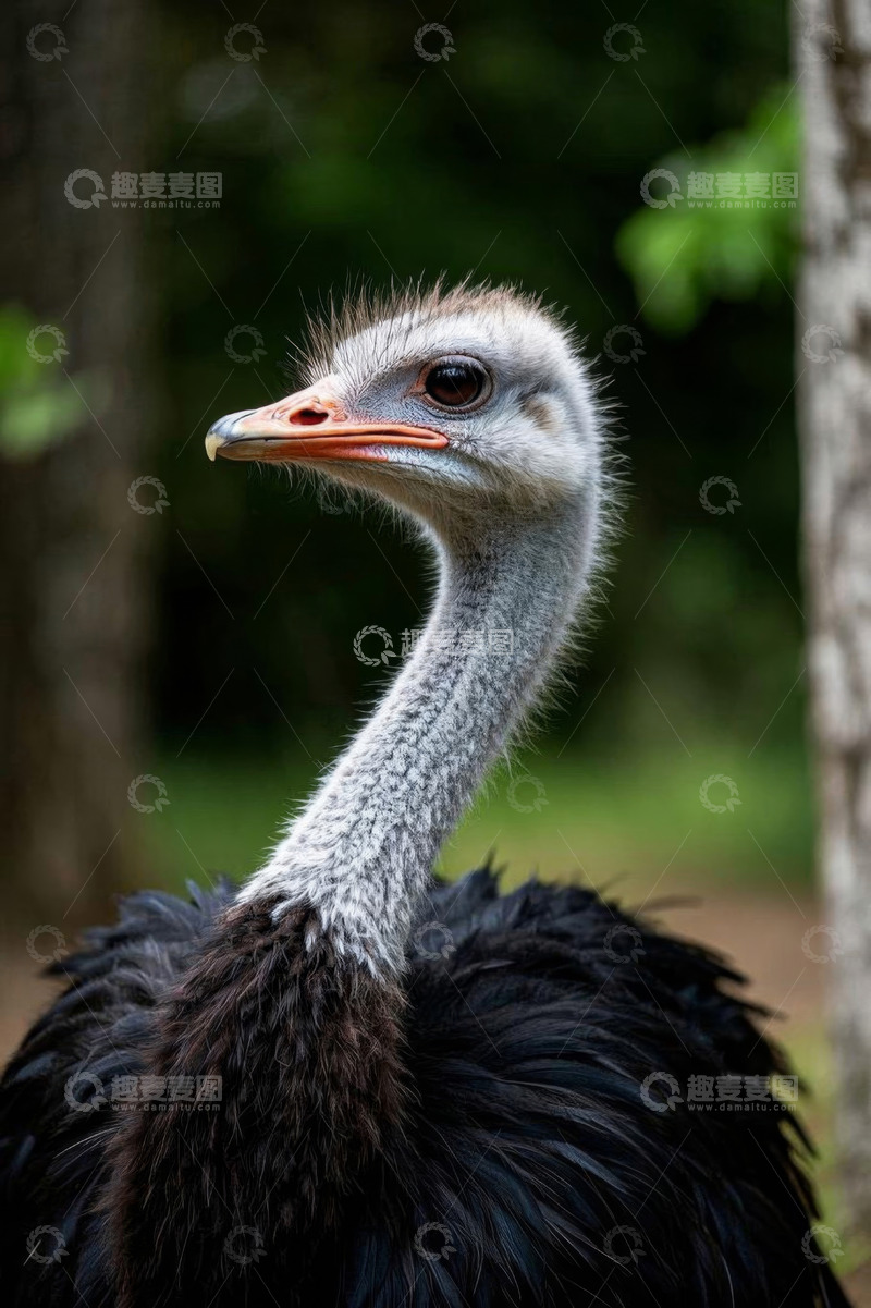 高清大图下载【趣麦麦图】鸵鸟头部特写