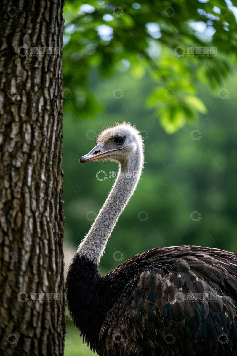 高清大图下载【趣麦麦图】树旁鸵鸟特写