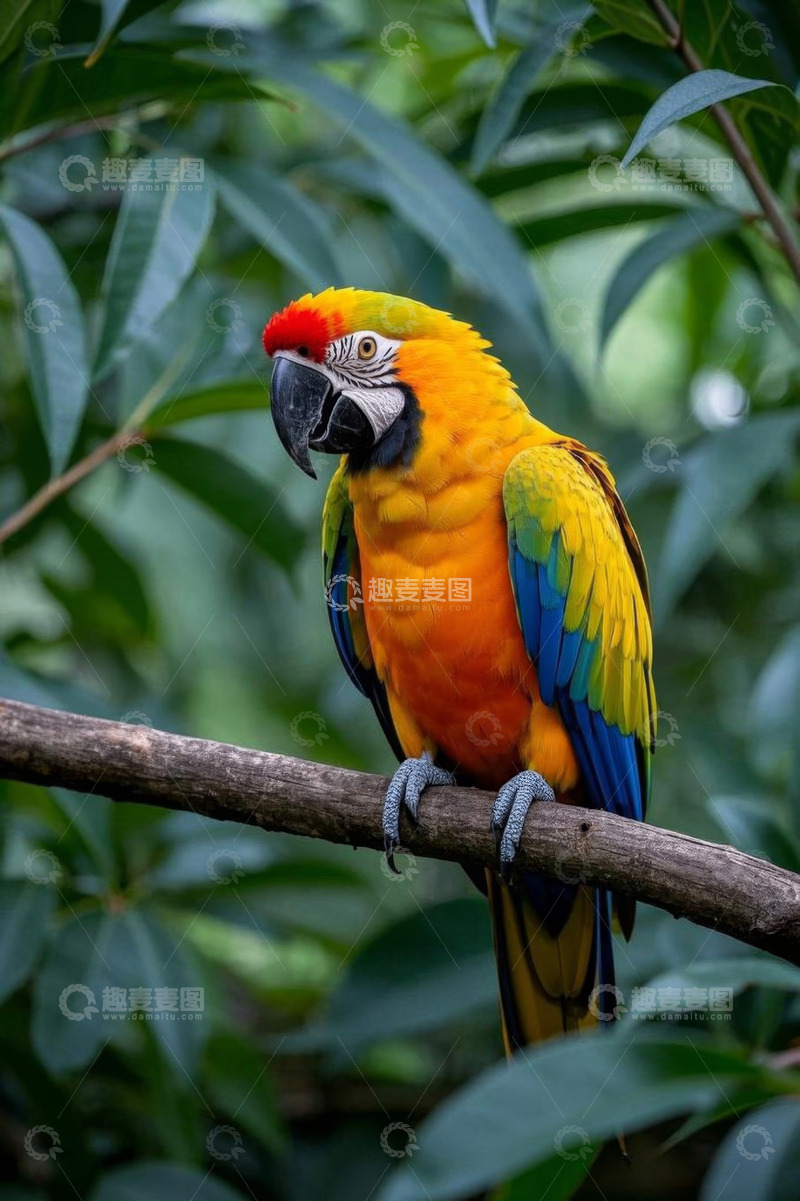 高清大图下载【趣麦麦图】树枝上色彩鲜艳的金刚鹦鹉