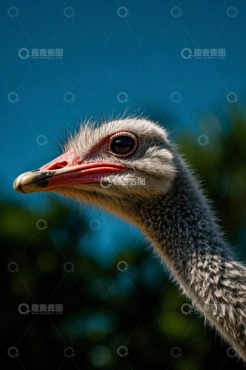 高清大图下载【趣麦麦图】鸵鸟头部特写