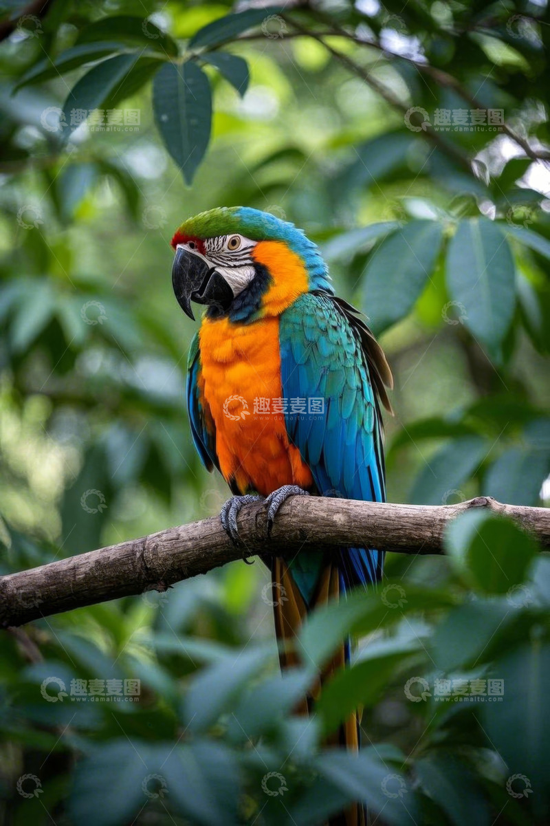 高清大图下载【趣麦麦图】树枝上的多彩金刚鹦鹉