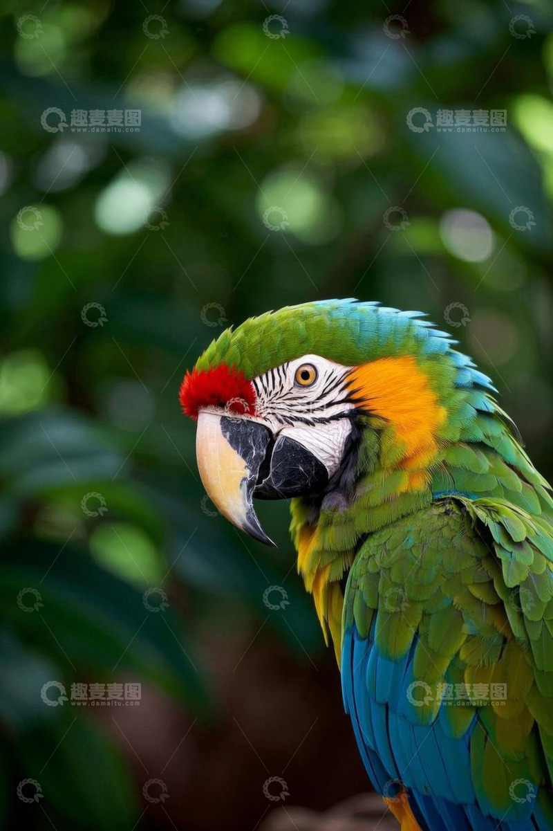 高清大图下载【趣麦麦图】多彩金刚鹦鹉特写