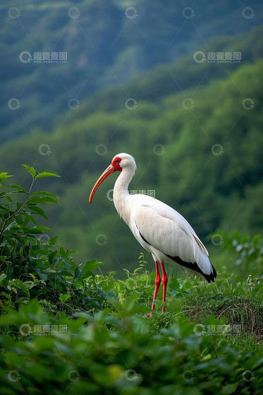 白鹳站立于绿色植被间