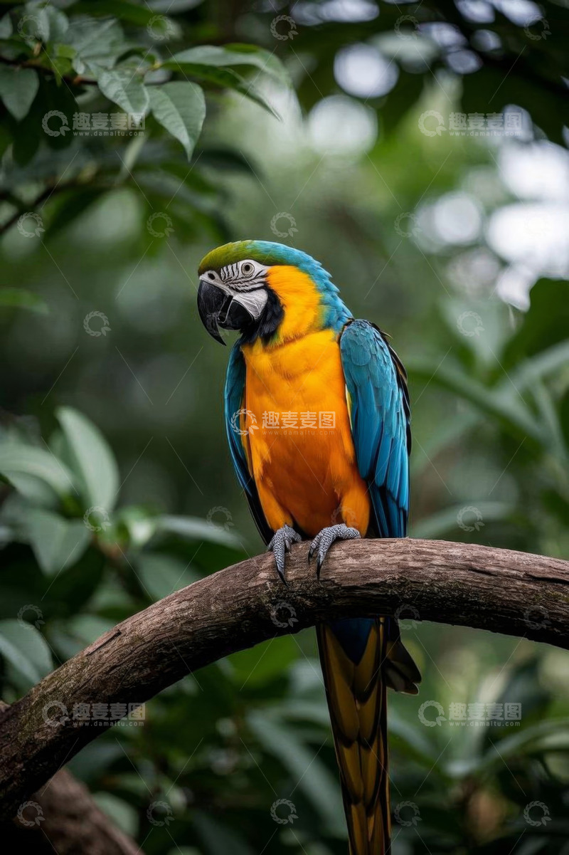 高清大图下载【趣麦麦图】树枝上的多彩金刚鹦鹉