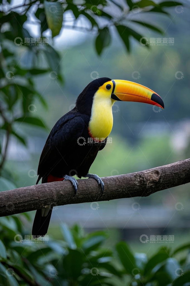 高清大图下载【趣麦麦图】树枝上的巨嘴鸟特写