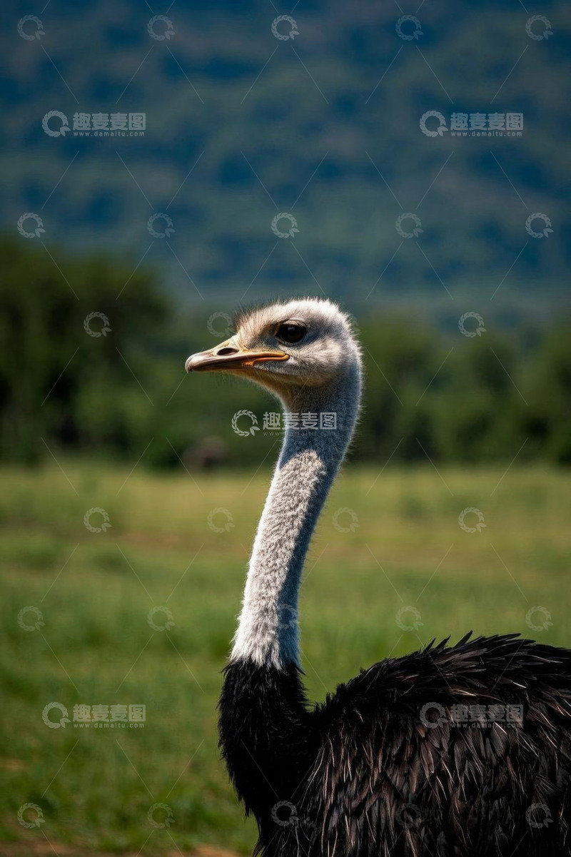 高清大图下载【趣麦麦图】草原上的鸵鸟特写