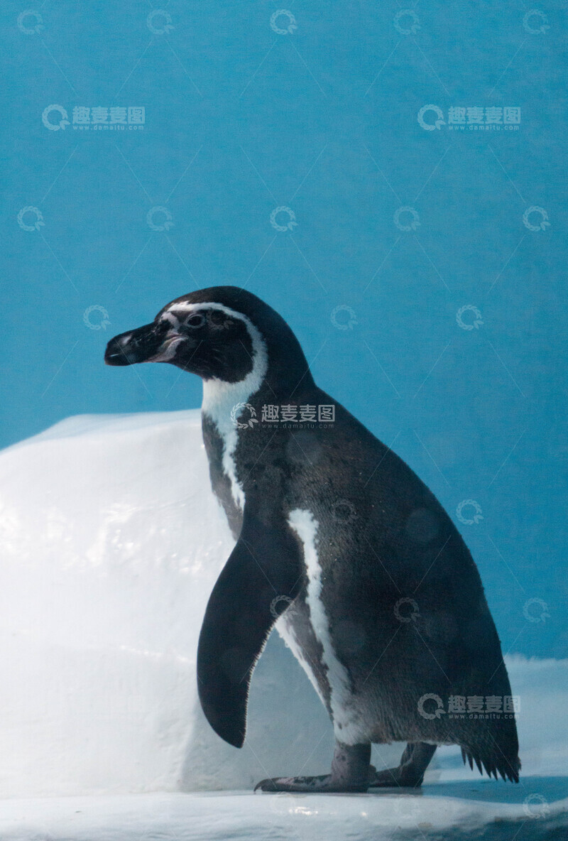 高清大图下载【趣麦麦图】企鹅水族馆冰雪世界摄影图片