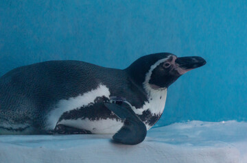 冰雪场景企鹅卧姿特写摄影图