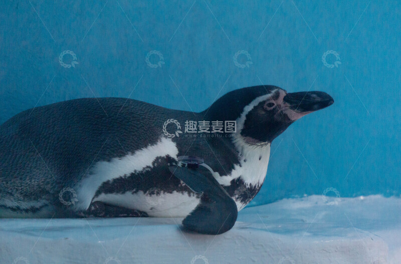 高清大图下载【趣麦麦图】冰雪场景企鹅卧姿特写摄影图