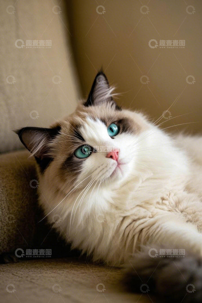高清大图下载【趣麦麦图】布偶猫躺沙发姿态特写