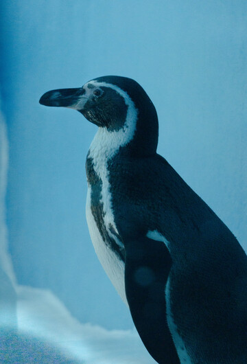 蓝色背景下企鹅特写摄影