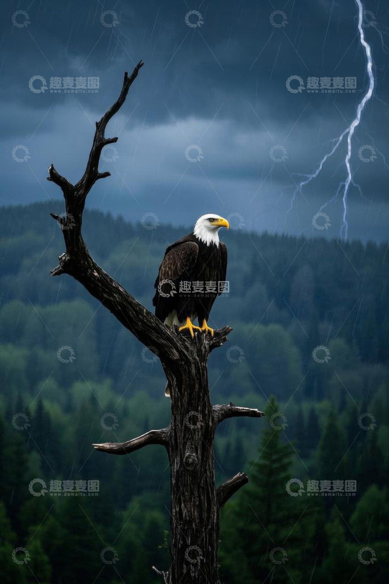 高清大图下载【趣麦麦图】雷雨中栖于枯树的白头海雕