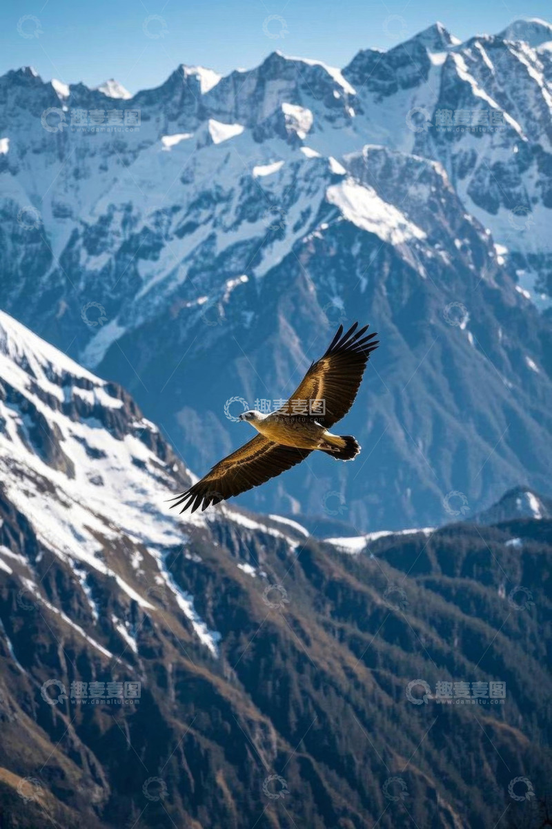 高清大图下载【趣麦麦图】雪山间翱翔的雄鹰