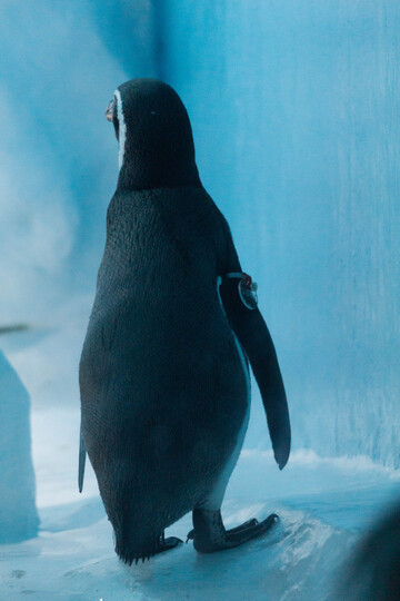 蓝色背景企鹅特写摄影