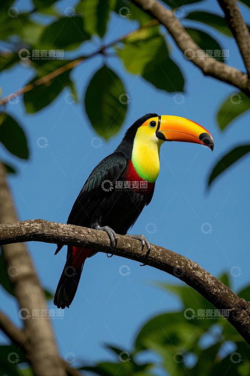 高清大图下载【趣麦麦图】树枝上的彩色巨嘴鸟
