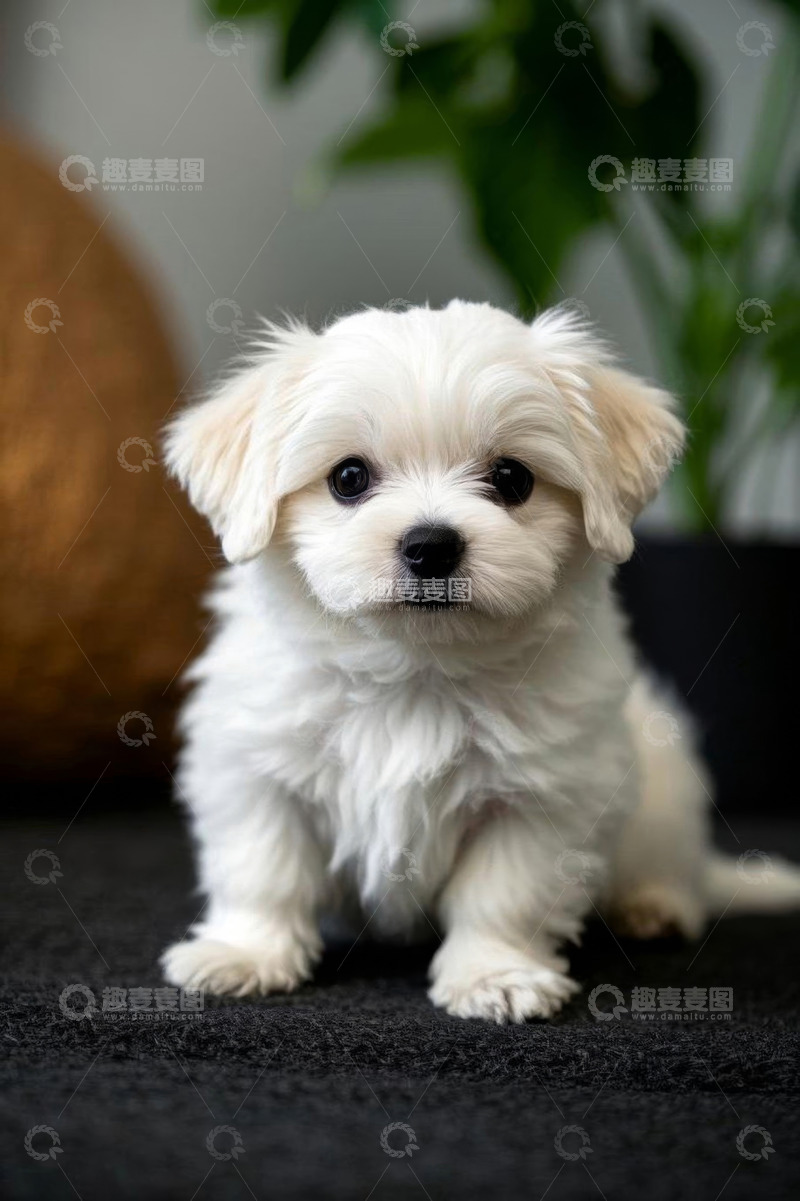 高清大图下载【趣麦麦图】可爱白色小狗室内特写