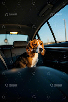 车内坐着的比格犬