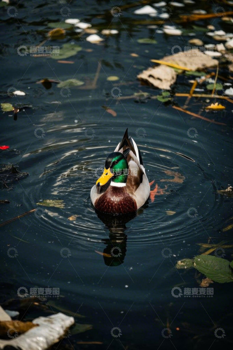 高清大图下载【趣麦麦图】池塘中游泳的绿头野鸭