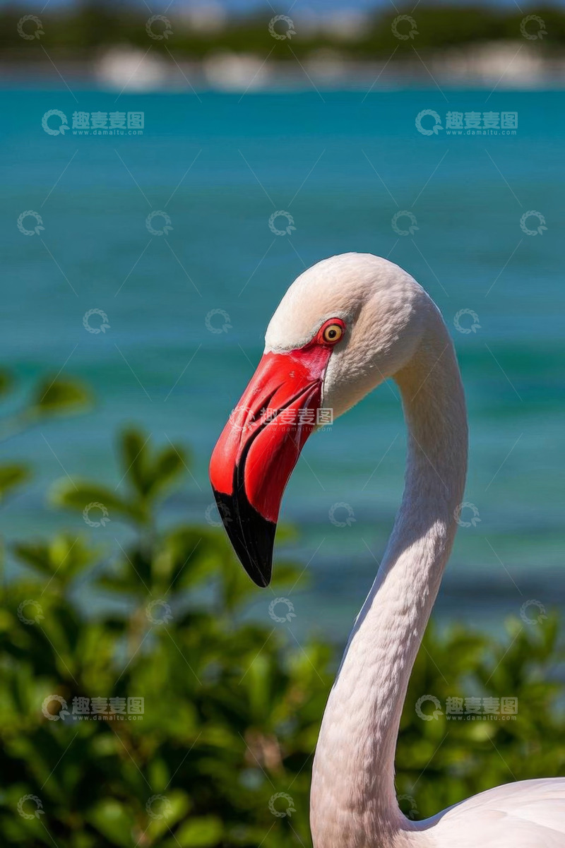 高清大图下载【趣麦麦图】近景火烈鸟特写