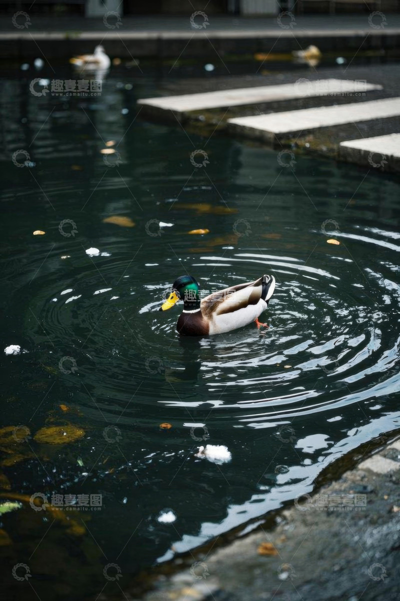 高清大图下载【趣麦麦图】池塘中游泳的鸭子