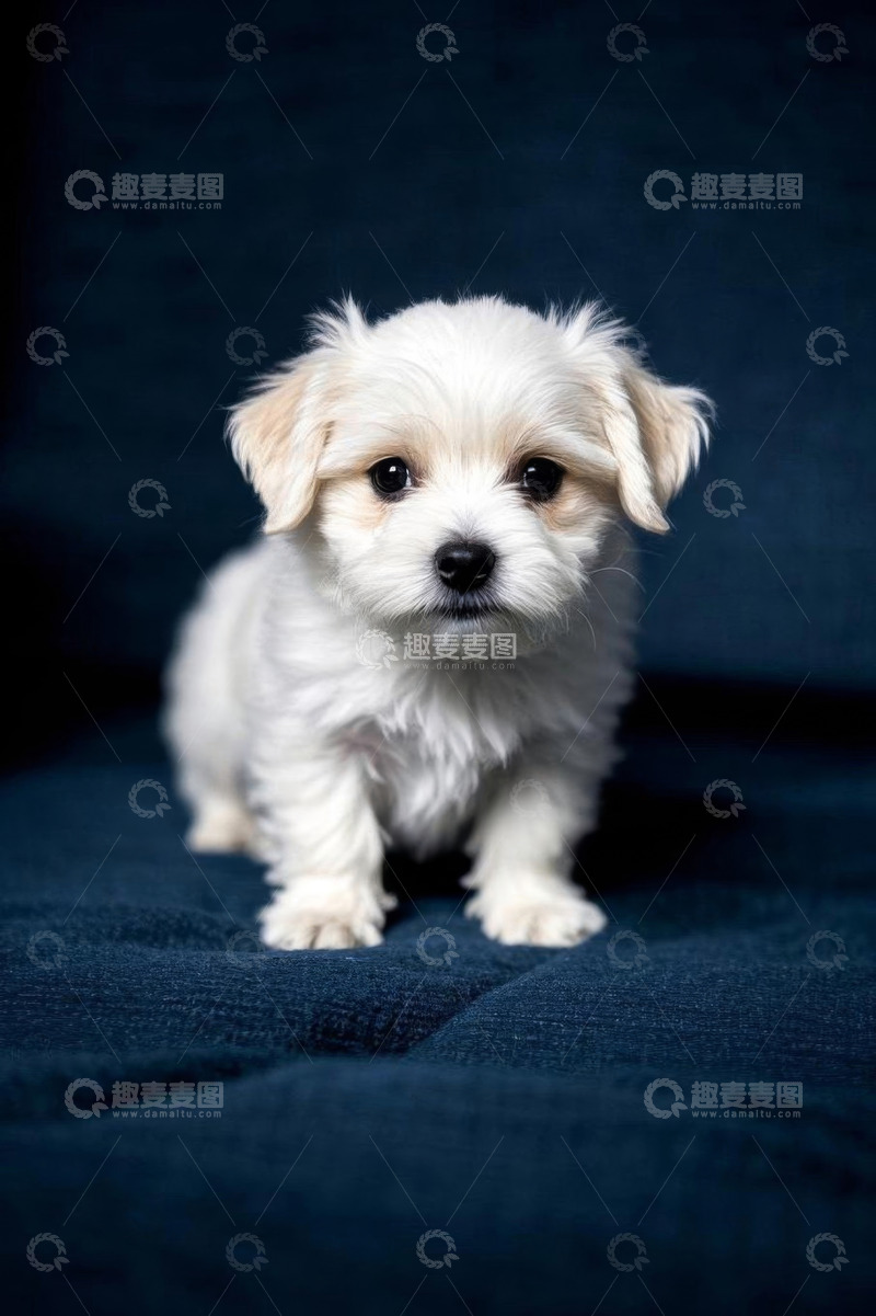 高清大图下载【趣麦麦图】可爱白色小狗静态照片