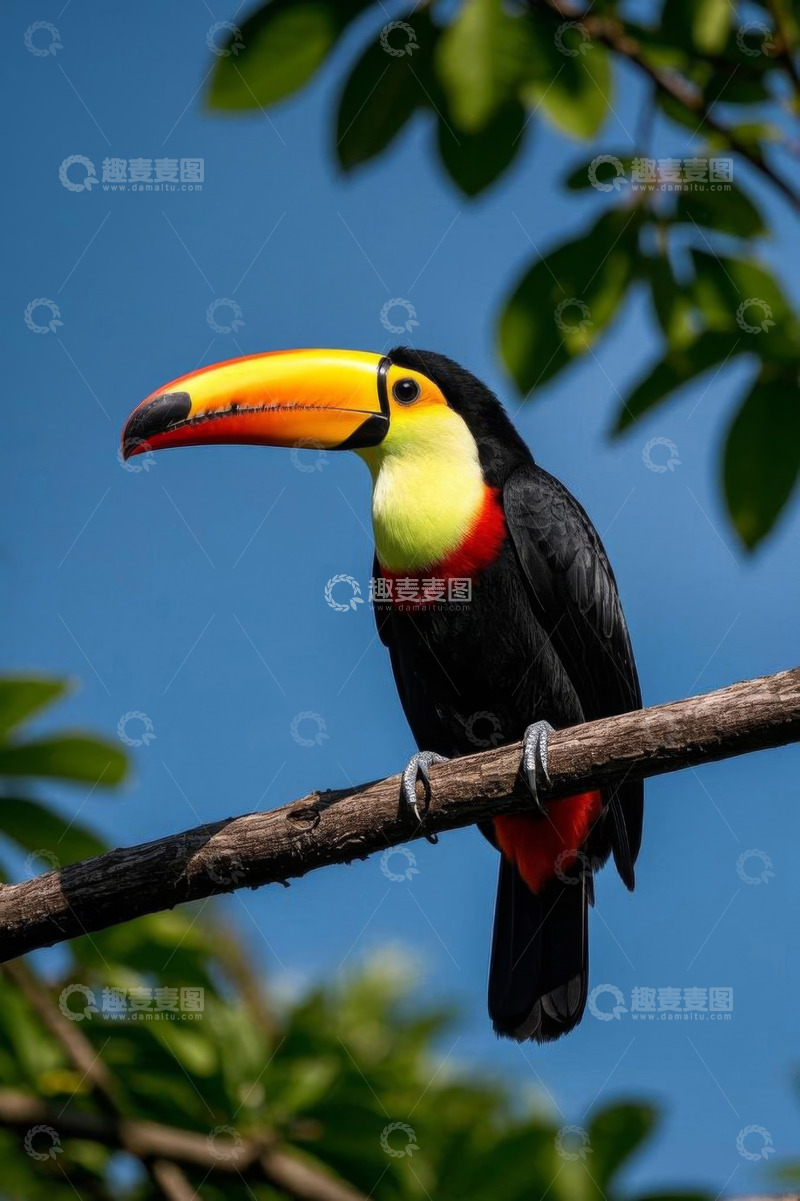 高清大图下载【趣麦麦图】树枝上的彩色巨嘴鸟