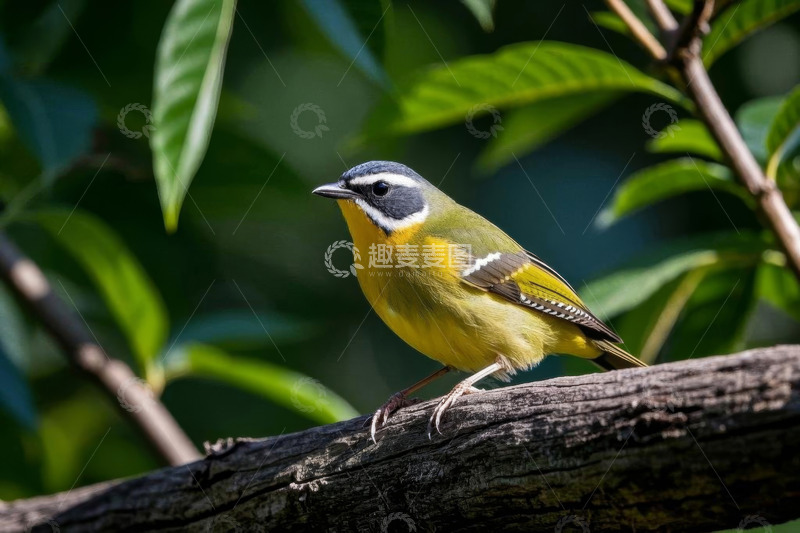 高清大图下载【趣麦麦图】枝头栖息的彩色小鸟